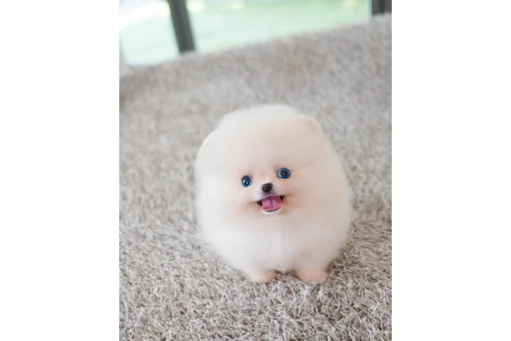 $350 : Cachorro de Pomerania image 3