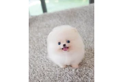 $350 : Cachorro de Pomerania thumbnail
