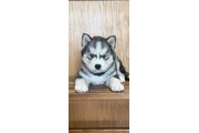 Siberian Husky Puppies en Los Angeles