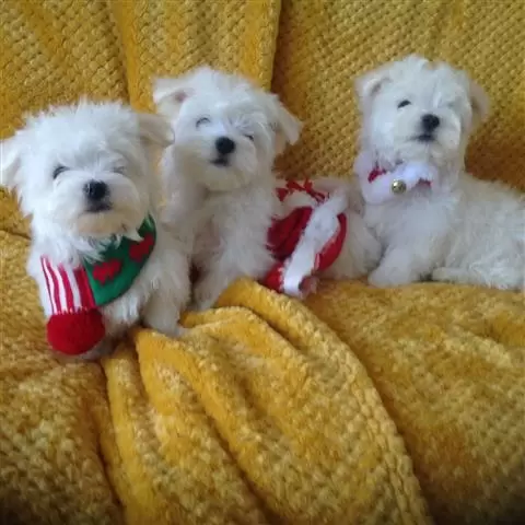 $300 : Cutie Maltese Pupppies image 2