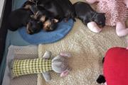$400 : Cachorros Yorkie Para Adopción thumbnail