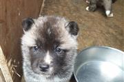 Akita puppies for rehoming en Anchorage