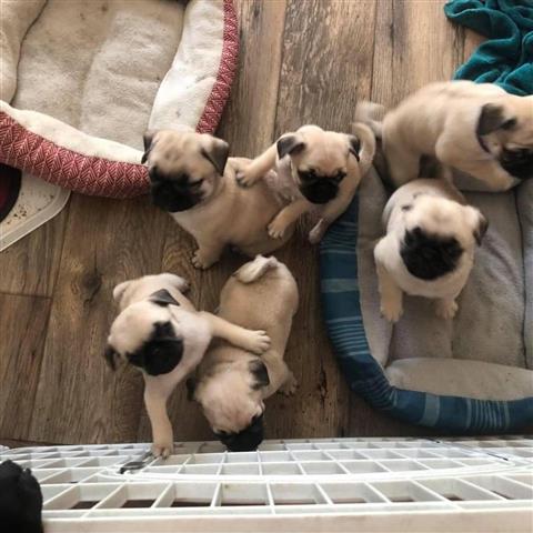 $500 : Beautiful Pug puppies image 1