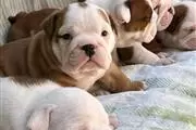 English Bulldog Puppies en Boston