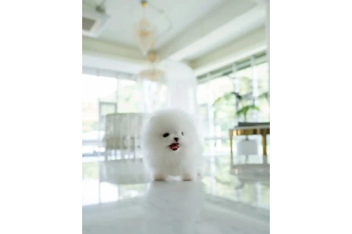 $300 : French bulldog and Pomeranian image 2