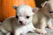 CHIHUAHUA EN VENTA en Miami