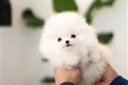 Pomeranian puppy for sale en New York