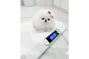 Cachorros de Pomerania en Laredo