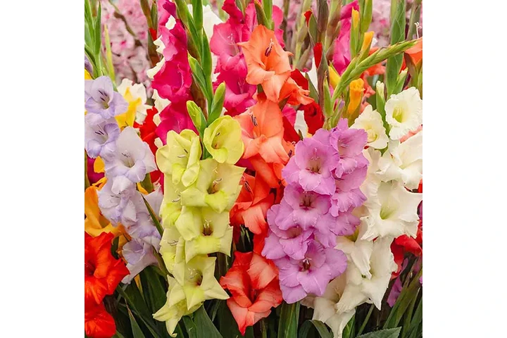 Rosas Premium y Arreglos image 2