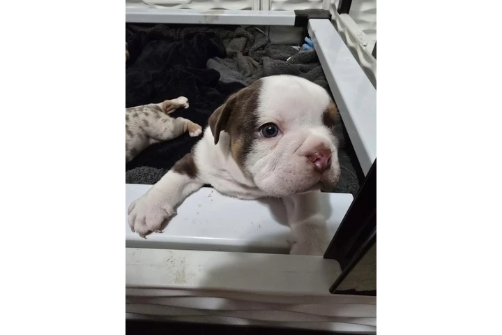 $3500 : Ingles bulldogs image 1