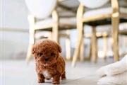 $400 : Poodle puppy for adoption thumbnail