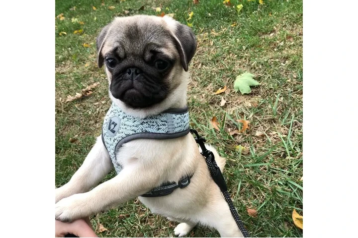 $300 : Billy pug image 2