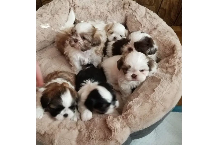 $350 : Cachorros shihzu miniatura image 1