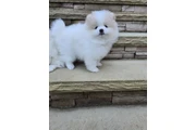 Puppies pomerania en Long Island