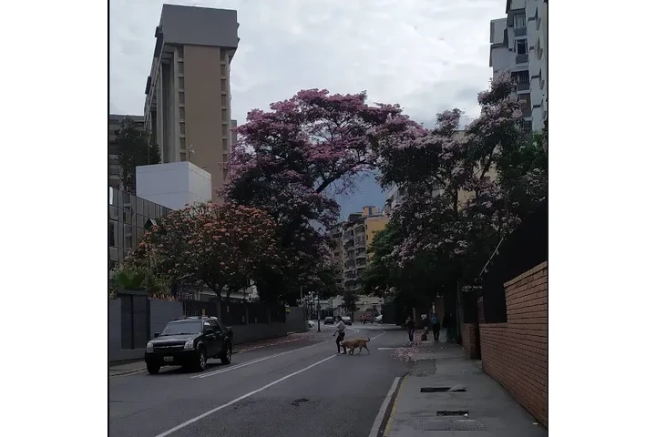 $85 : YES LOS RUICES. DIRECTO DUEÑOS image 1