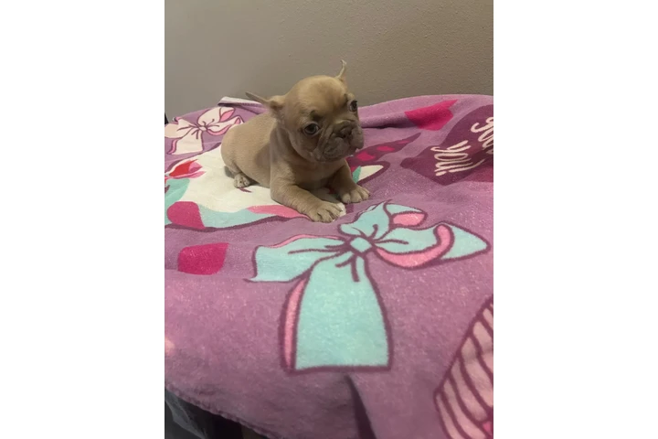 POMERANIANS Y SHIH-TZU 🐕 image 4