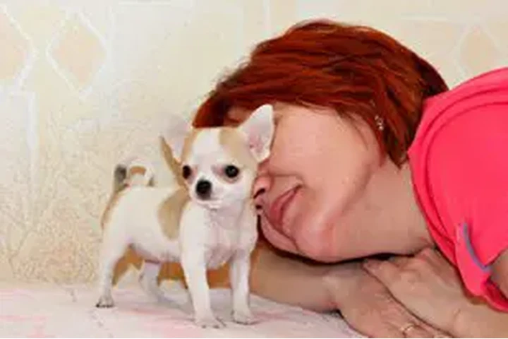 $400 : Adopta tu cachorro chihuahua image 7