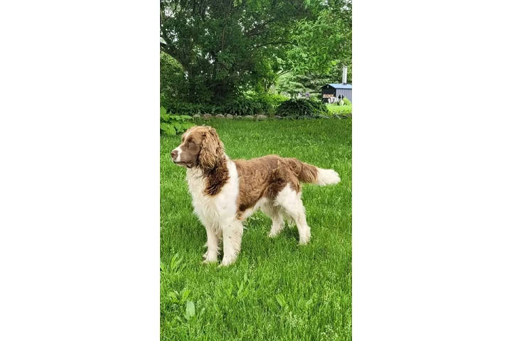 $2600 : MINI SCHNAUZER PUPPY image 8