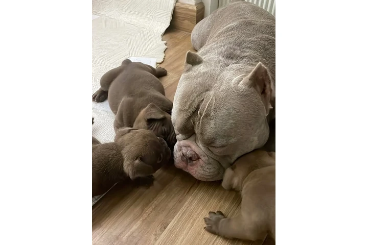 $350 : Cachorros disponibles image 2