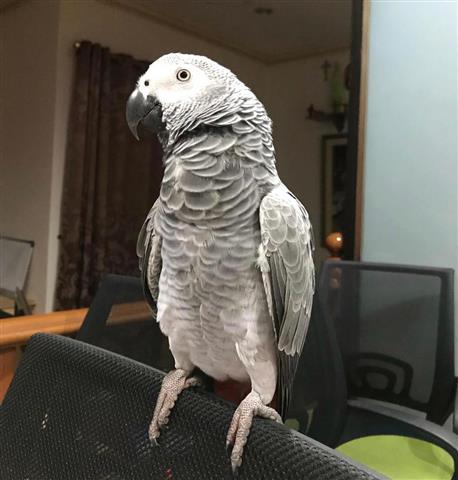 $300 : AFRICAN GREY PARROTS FOR SALE image 2