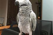 $300 : AFRICAN GREY PARROTS FOR SALE thumbnail