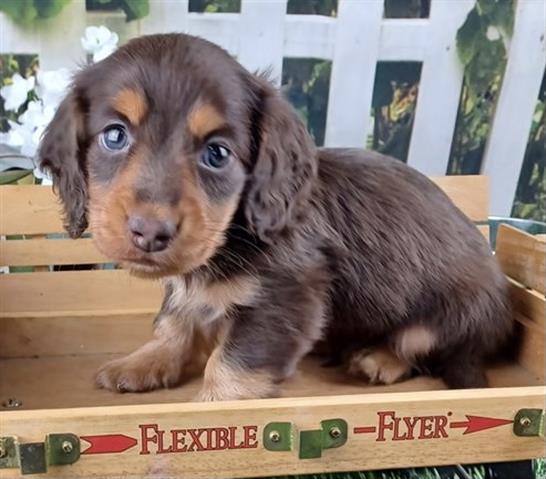$350 : Cute dachshund puppies for sal image 3