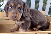 $350 : Cute dachshund puppies for sal thumbnail