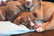 America bully Puppies For Sale en New Hampshire