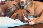 America bully Puppies For Sale