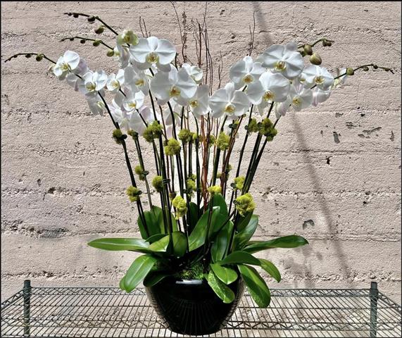 $120 : Orquideas image 2