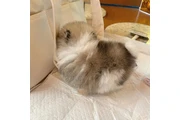 $350 : Cachorros de Pomerania thumbnail