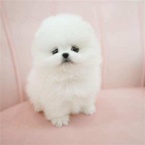 $550 : Pomeranian puppies image 1