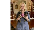 Cachorros de Yorkshire Terrier en Miami