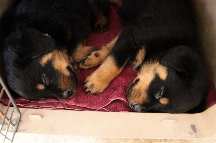 venta de cachorros Rottweiler image 1