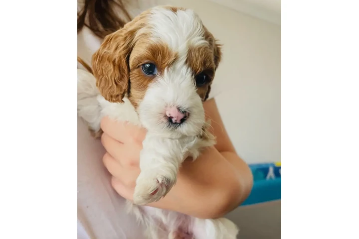 $1800 : Australian Labradoodles image 4