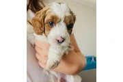 $1800 : Australian Labradoodles thumbnail