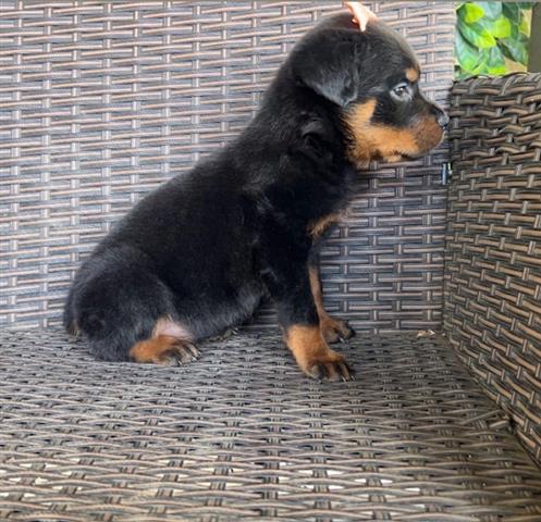 $450 : Perrita Rottweiler Special image 2