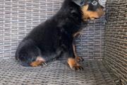 $450 : Perrita Rottweiler Special thumbnail