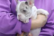 $420 : Lovely French bulldog Girl thumbnail
