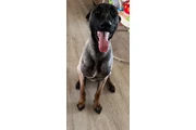 $95 : Rialto Pet Grooming thumbnail