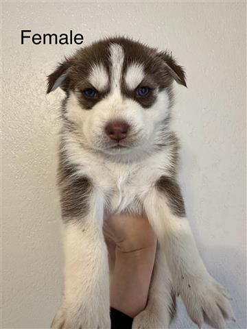 $100 : Husky Puppies image 5