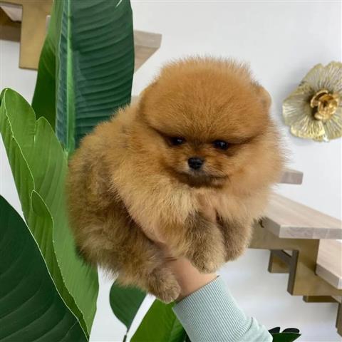 $350 : pomerania en venta image 2