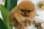 $350 : pomerania en venta thumbnail