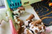 $700 : cachorros de bulldog inglés thumbnail