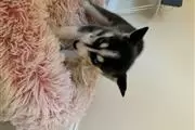 $400 : Sweet Siberian Husky Puppies thumbnail