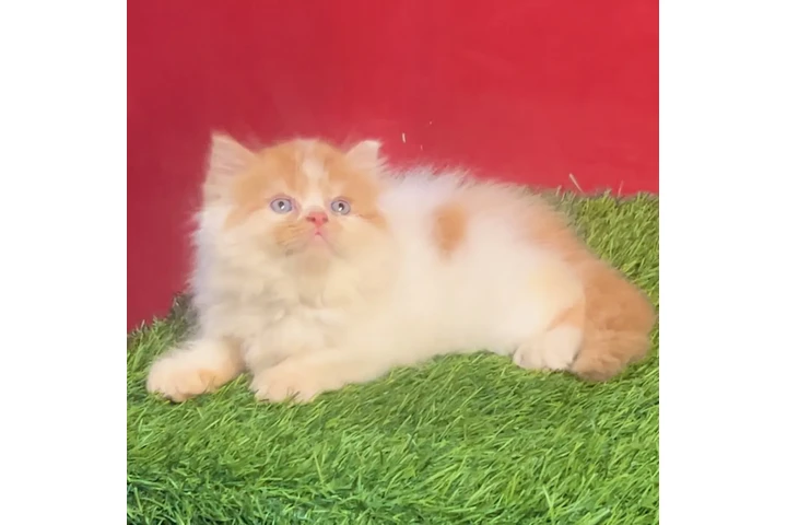 $250 : Persian kitten available image 2