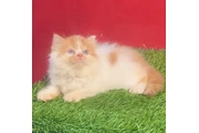 $250 : Persian kitten available thumbnail