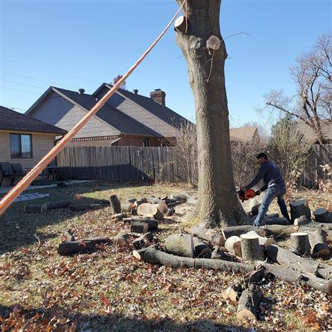 Nicolas tree service in OK image 3