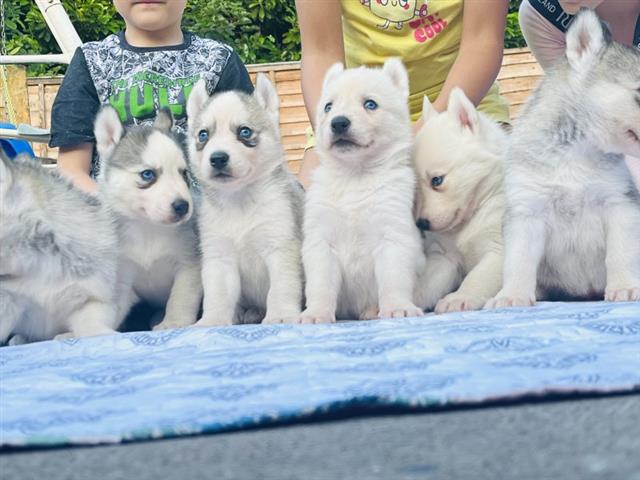 $300 : Adorables cachorros de husky image 4