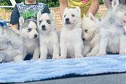 $300 : Adorables cachorros de husky thumbnail